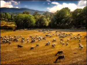 Owce, Barany, Łąka, Las, Pastwisko, Góry