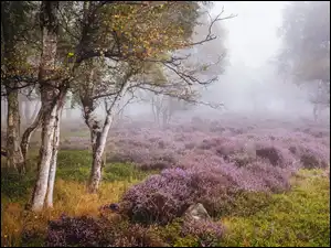 Park Narodowy Peak District, Jesień, Brzozy, Stanton Moor, Wrzosowisko, Mgła, Anglia, Drzewa