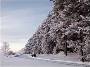 Droga, Zima, Ośnieżone, Drzewa
