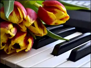 Tulipany, Pianino, Czerwone, Żółto, Klawisze