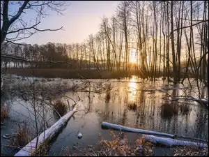 Drzewa, Bagna, Kłody, Rośliny, Promienie słońca, Drzewa