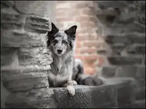 Cegły, Pies, Border collie, Mur