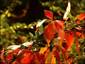 Dzikie, Jesień, Liście, Kolorowe, Wino