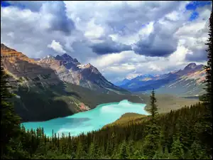 Jezioro Peyto Lake, Góry, Prowincja Alberta, Las, Park Narodowy Banff, Kanada