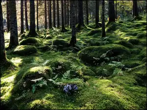 Światło, Drzewa, Las, Mech