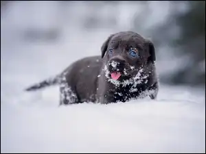 Labrador retriever, Śnieg, Szczeniak, Pies, Zima