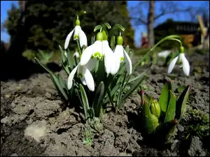 Przebiśniegi, Wiosna