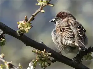 Pąki, Ptak, Wróbel, Gałęzie