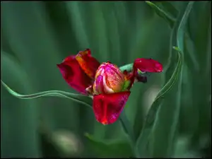 Tulipan