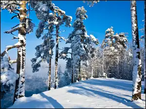 Drzewa, Zima, Ośnieżone, Góry, Światło
