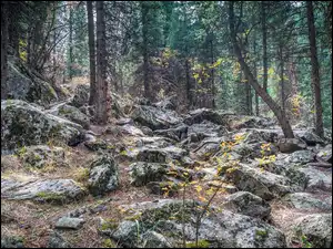 Głazy, Las, Kamienie