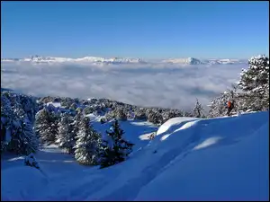 Mgła, Świerki, Lasy, Góry, Ośnieżone