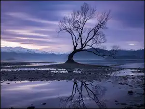 Suche drzewo na jeziorze Wanaka