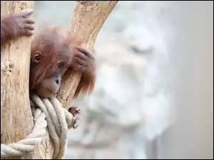 Orangutan, Młody