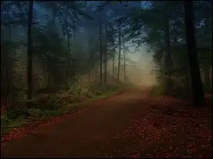 Mgła, Las, Droga, Liście
