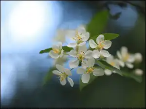 Drzewo owocowe, Gałązka, Kwiaty, Białe, Jabłoń