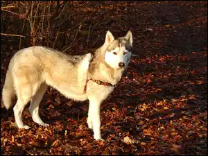 Liście, Siberian, Husky, Suche
