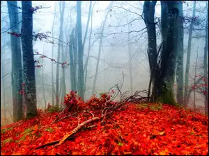 Mgła, Liście, Las