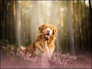 Retriever w lesie z wrzosami