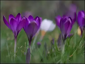 Trawa, Kwiaty, Ciemnofioletowe, Krokusy