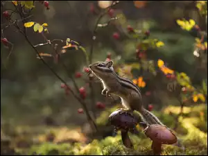 Gałązki, Pręgowiec, Chipmunk, Grzyby