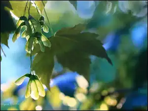 Nasiona, Klon, Liście