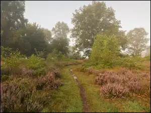 Wrzosy, Wrzosowisko, Polana, Drzewa, Ścieżka