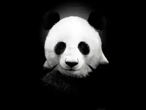 Panda, Czarno, Biała
