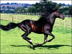 Galop, Wspaniały, Koń