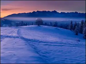 Las, Polska, Drzewa, Zima, Góry Tatry