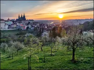 Drzewa, Wiosna, Praga, Czechy, Wschód słońca