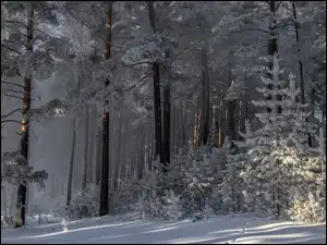 Drzewa, Ośnieżone, Śnieg, Mgła, Zima, Las