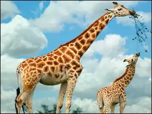 Obłoczki, Dwie, Żyrafy, Białe
