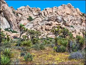 Góry, Rośliny, Stany Zjednoczone, Park Narodowy Joshua Tree, Kalifornia, Drzewa, Kwiaty