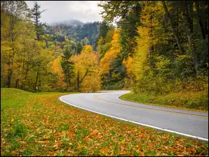 Trawa, Jesień, Góry, Liście, Stan Tennessee, Drzewa, Droga, Zakręt, Park Narodowy Great Smoky Mountains, Opadłe, Stany Zjednoczone, Kolorowe, Las