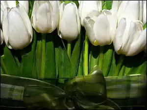 Tulipanów, Kokardka, Białych, Wiązanka, Zielona