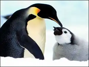 Mama, Mały, Pingwinek, Cesarski