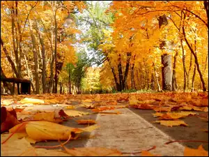Las, Drzewa, Liście, Jesień