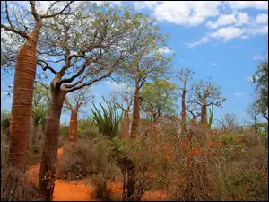 Zarośla, Afryka, Kolczaste, Las, Madagaskar