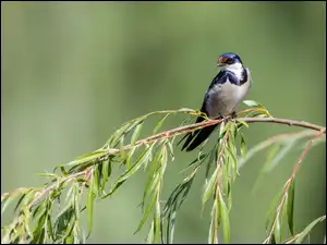 Wierzby, Ptak, Jaskółka białogardła, Gałązka