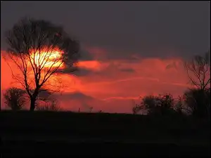 Drzewo, Słońce