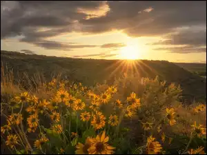 Krzewy, Pole, Kwiaty, Wschód słońca, Łąka, Balsamorhiza, Chmury, Żółte