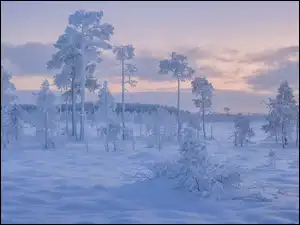 Drzewa, Śnieg, Zima, Ośnieżone