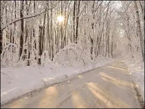 Las, Słońca, Droga, Zima, Promienie