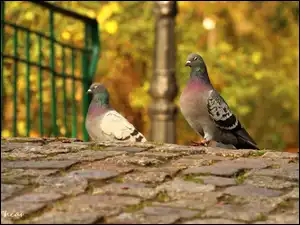 Brukowa, Gołąb, Ptak, Kostka
