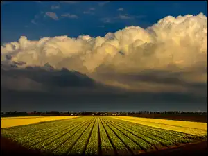 Żółte, Chmury, Pole, Holandia, Tulipany