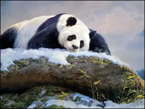 Śnieg, Nancy Glazier, Skała, Panda wielka, Malarstwo