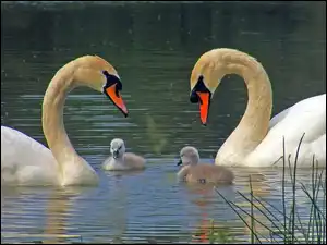 Jezioro, Dwa, Łabędzie, Małe