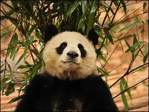 Listki, Miś, Panda, Gałęzie