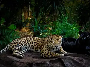 Grafika 2D, Czarna pantera, Jaguar, Skała